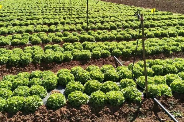 生菜霜霉病的防治方法，首先选用抗病良种