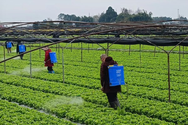生菜霜霉病的防治方法，首先选用抗病良种
