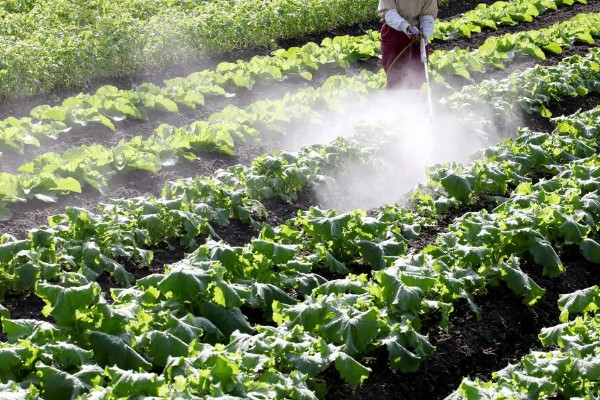 生菜霜霉病的防治方法，首先选用抗病良种