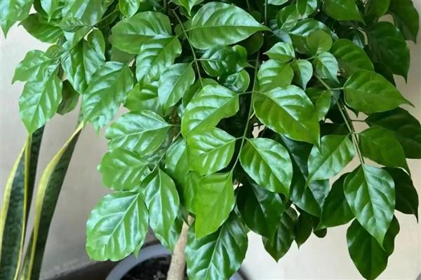 幸福树秋天落叶怎么处理，需要保持充足的光照