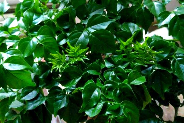 幸福树秋天落叶怎么处理，需要保持充足的光照