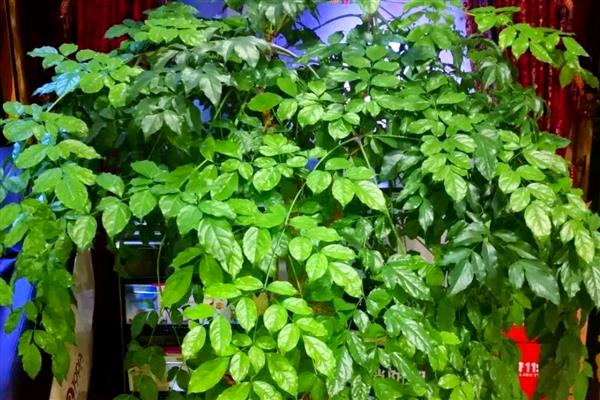 幸福树秋天落叶怎么处理，需要保持充足的光照