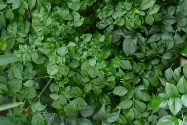 幸福树秋天落叶怎么处理，需要保持充足的光照