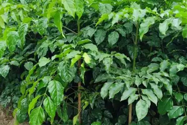 幸福树秋天落叶怎么处理，需要保持充足的光照