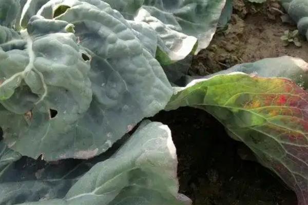 西兰花病毒病怎么防治,对种子做干热处理可清除病毒