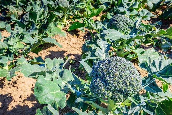 西兰花病毒病怎么防治,对种子做干热处理可清除病毒