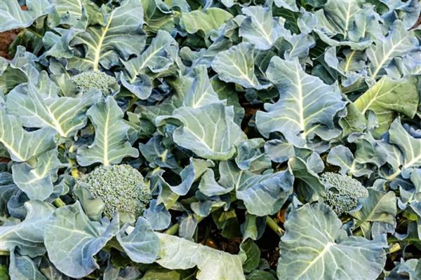 西兰花病毒病怎么防治,对种子做干热处理可清除病毒