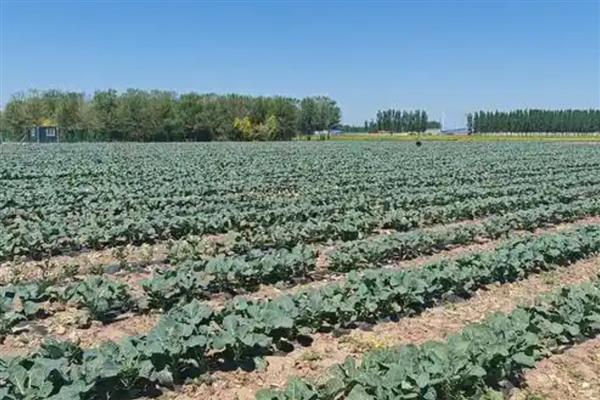 西兰花病毒病怎么防治,对种子做干热处理可清除病毒