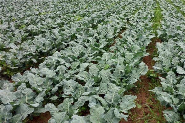 西兰花病毒病怎么防治,对种子做干热处理可清除病毒