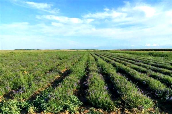 黄芪3年的亩产量，鲜货可达到1500斤左右