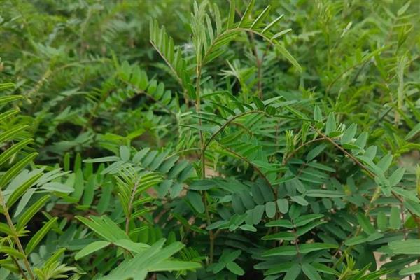 黄芪3年的亩产量，鲜货可达到1500斤左右