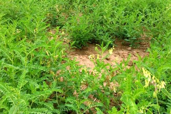 黄芪3年的亩产量，鲜货可达到1500斤左右