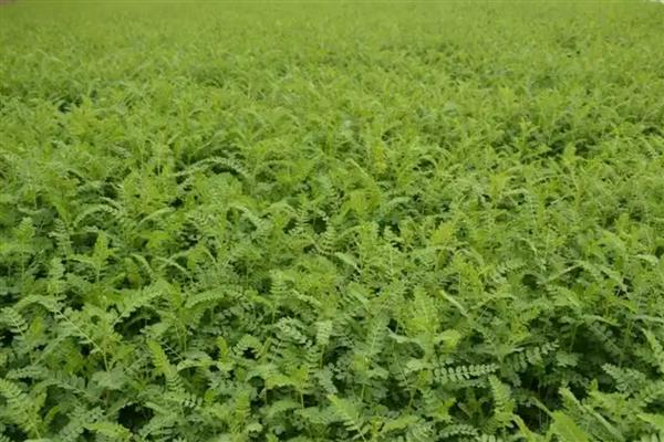 黄芪3年的亩产量，鲜货可达到1500斤左右