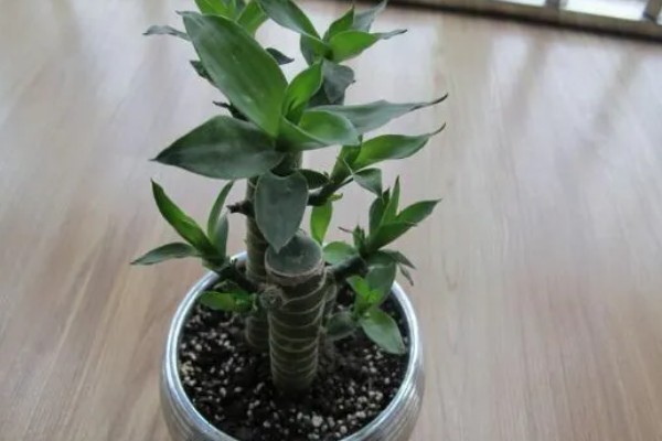 夏天怎么养富贵竹,可以放到半阴处养护