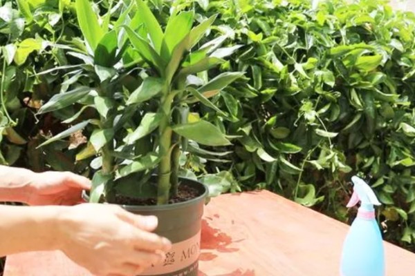 夏天怎么养富贵竹,可以放到半阴处养护