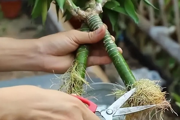 夏天怎么养富贵竹,可以放到半阴处养护