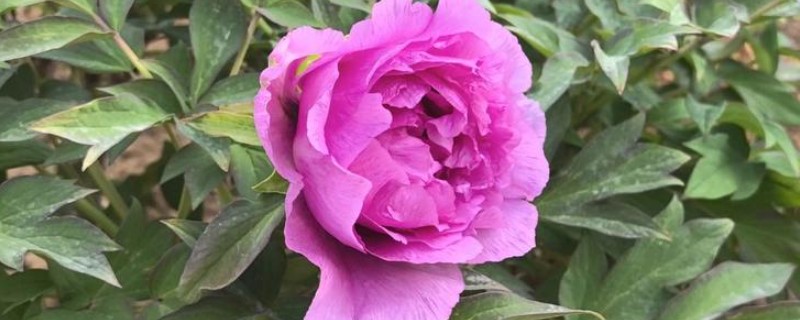 牡丹有什么别称，具有百两金、洛阳花等叫法