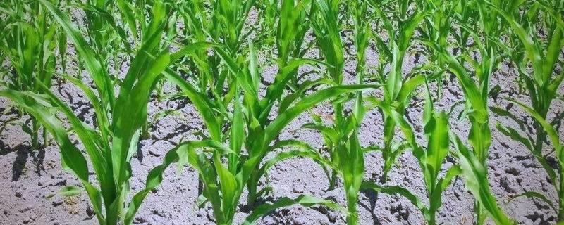 玉米补种的注意事项，3-5叶期时抓紧时机进行补种