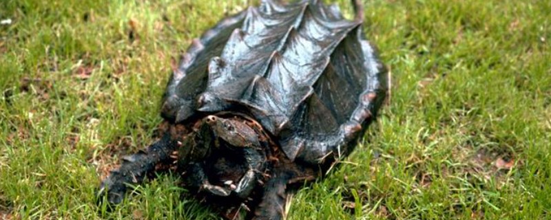 真鳄龟好不好养，养殖难度比较低