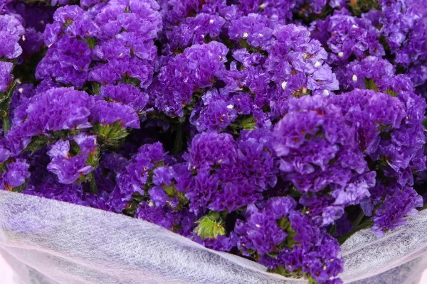 紫色勿忘我有什么花语,代表请想念我、玲珑可爱等含义