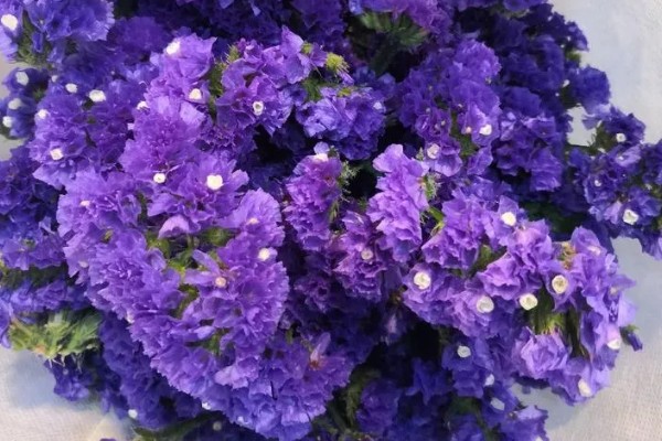 紫色勿忘我有什么花语,代表请想念我、玲珑可爱等含义