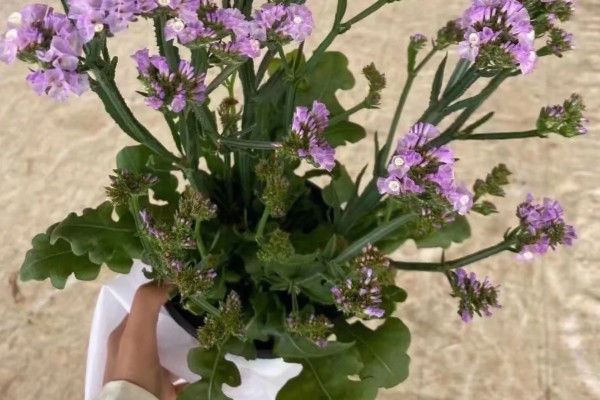 紫色勿忘我有什么花语,代表请想念我、玲珑可爱等含义