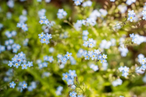 紫色勿忘我有什么花语,代表请想念我、玲珑可爱等含义