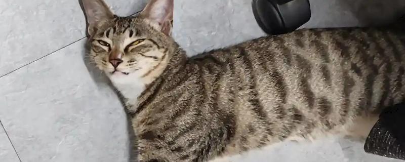 猫狗的消化系统分类，分为消化道和消化腺