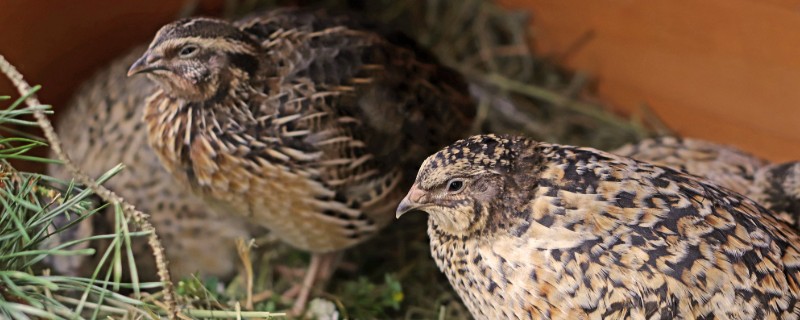 养鹌鹑需要知道的基本知识，要及时地注射疫苗