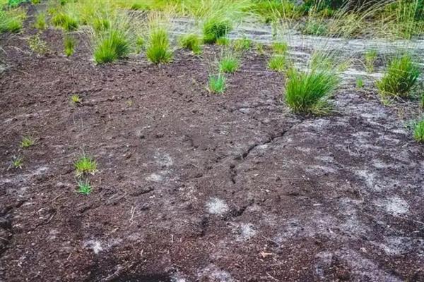 怎么改良土壤,使用石灰可以中和酸性