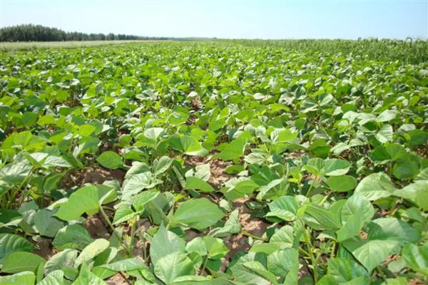 怎么改良土壤,使用石灰可以中和酸性