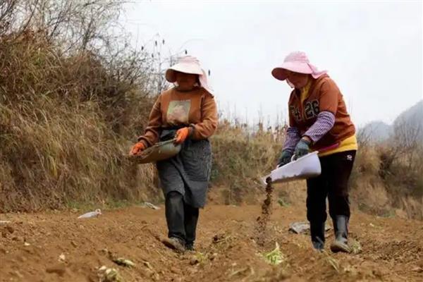 怎么改良土壤,使用石灰可以中和酸性