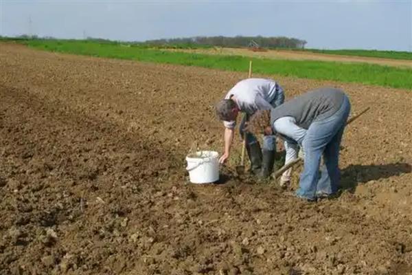 怎么改良土壤,使用石灰可以中和酸性