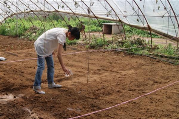 怎么改良土壤,使用石灰可以中和酸性