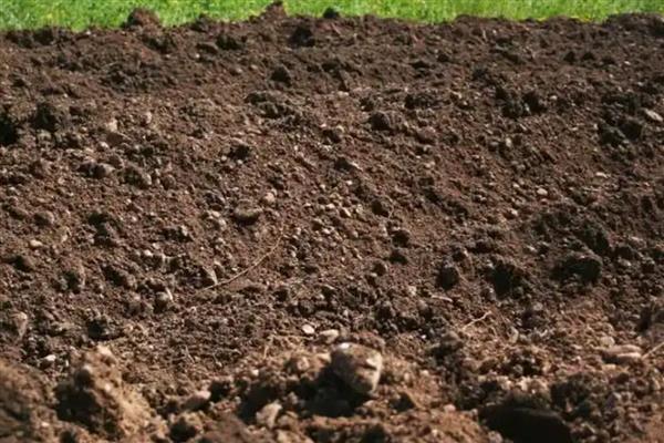 怎么改良土壤,使用石灰可以中和酸性