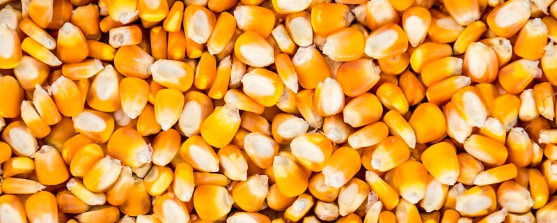玉米种子怎么选择，选择正规的渠道购买