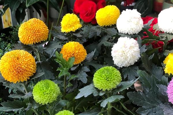 乒乓菊夏天能不能晒太阳,可以接受早上或傍晚的散射光