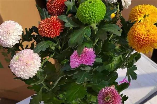 乒乓菊夏天能不能晒太阳,可以接受早上或傍晚的散射光