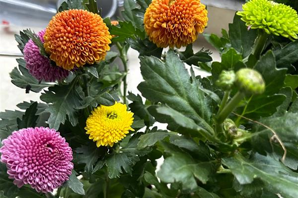 乒乓菊夏天能不能晒太阳,可以接受早上或傍晚的散射光