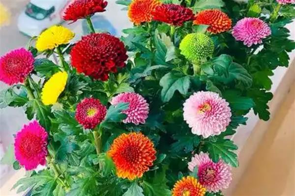 乒乓菊夏天能不能晒太阳,可以接受早上或傍晚的散射光
