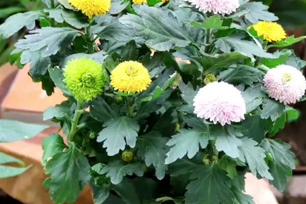 乒乓菊夏天能不能晒太阳,可以接受早上或傍晚的散射光
