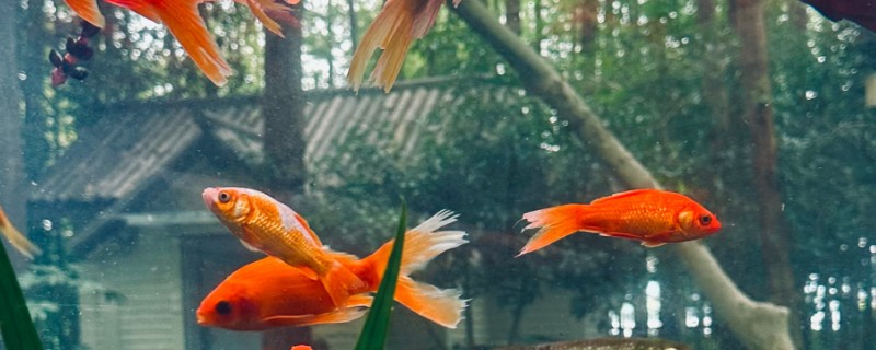 什么观赏鱼不用打氧也能活，推荐孔雀鱼、玛丽鱼等