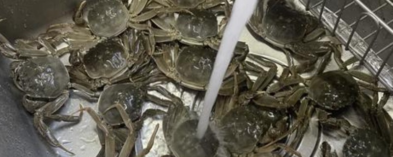 毛蟹怎么保存才不会死，可以放入冰箱保存