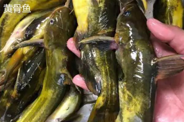 黄骨鱼和黄辣丁的区别，二者是对同一种鱼的不同称呼