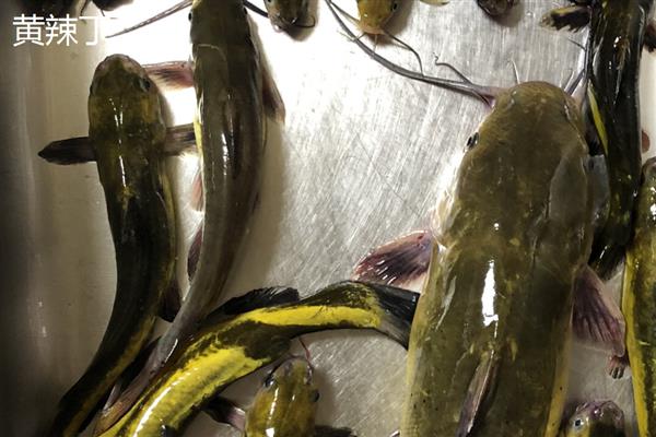 黄骨鱼和黄辣丁的区别，二者是对同一种鱼的不同称呼