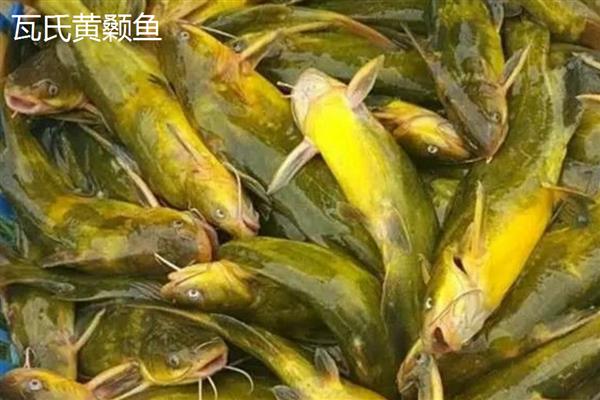 黄骨鱼和黄辣丁的区别，二者是对同一种鱼的不同称呼