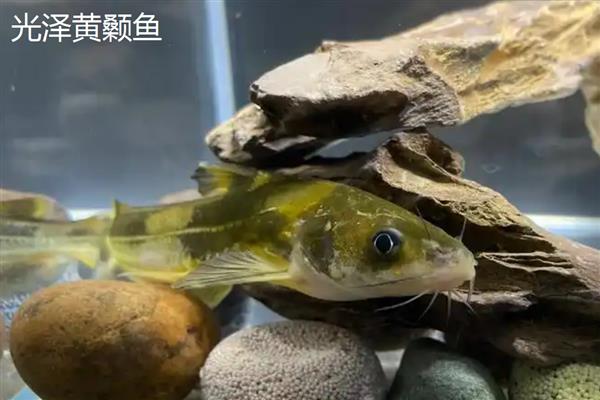 黄骨鱼和黄辣丁的区别，二者是对同一种鱼的不同称呼