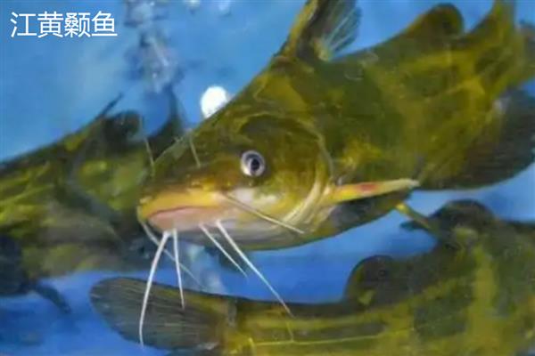 黄骨鱼和黄辣丁的区别，二者是对同一种鱼的不同称呼