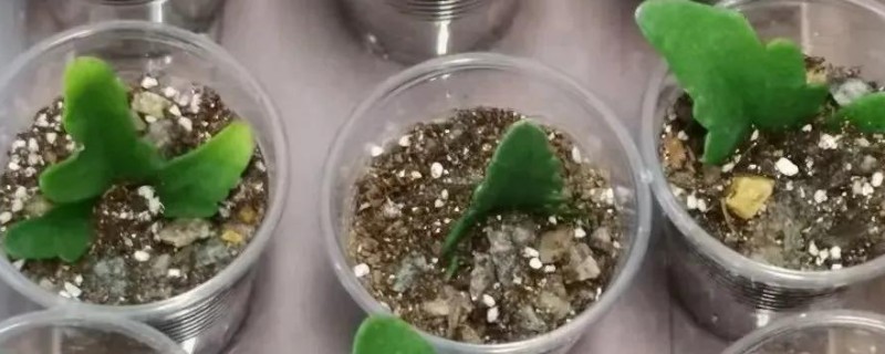 长寿花扦插多久可以生根，7-10天生根