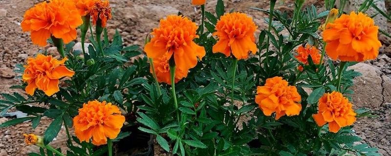 孔雀草种多久会开花，经过2个月左右就可以开放